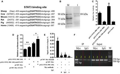 STAT3 Partly Inhibits Cell Proliferation via Direct Negative Regulation of FST Gene Expression